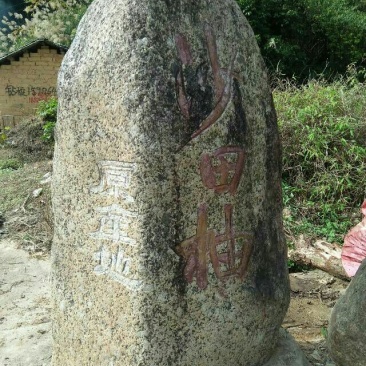 香水柠檬树苗30~50cm