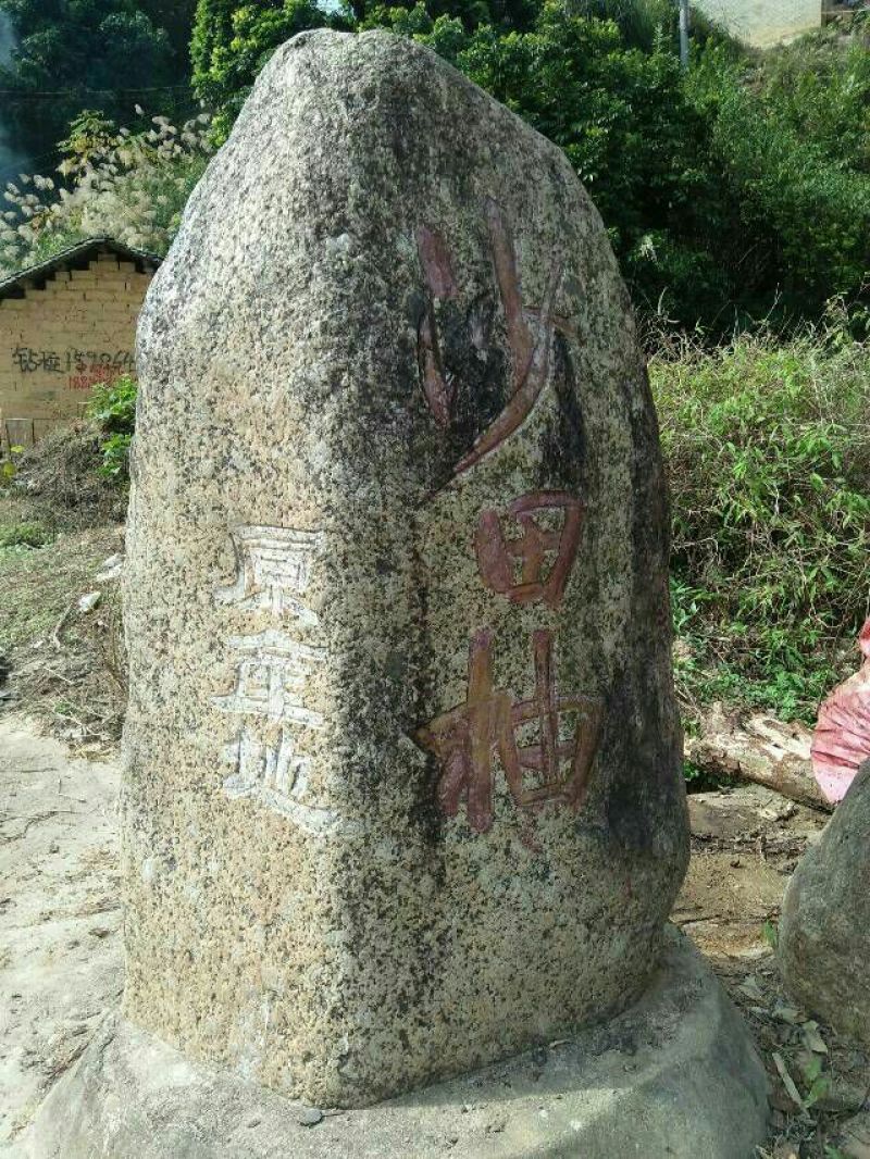 香水柠檬树苗30~50cm