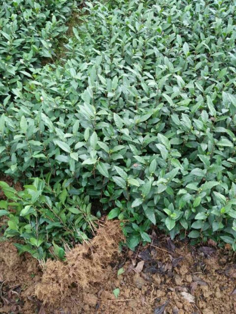 【放心苗】茶树苗(福选9号，福鼎大白福鼎大豪安吉白)