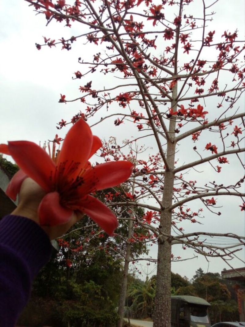 木棉树苗50~80cm