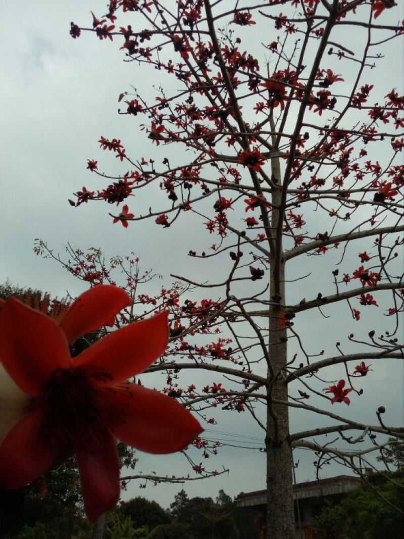 木棉树苗50~80cm