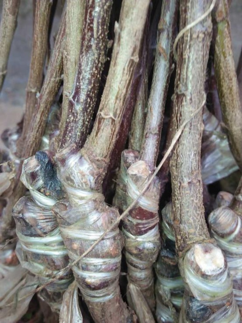 脆红李子树苗