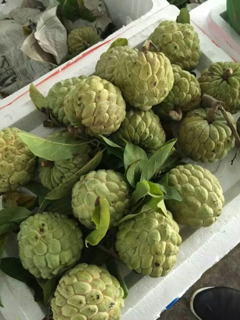 释迦250~300g特级