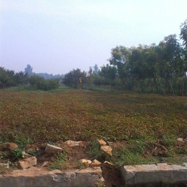 爬山虎