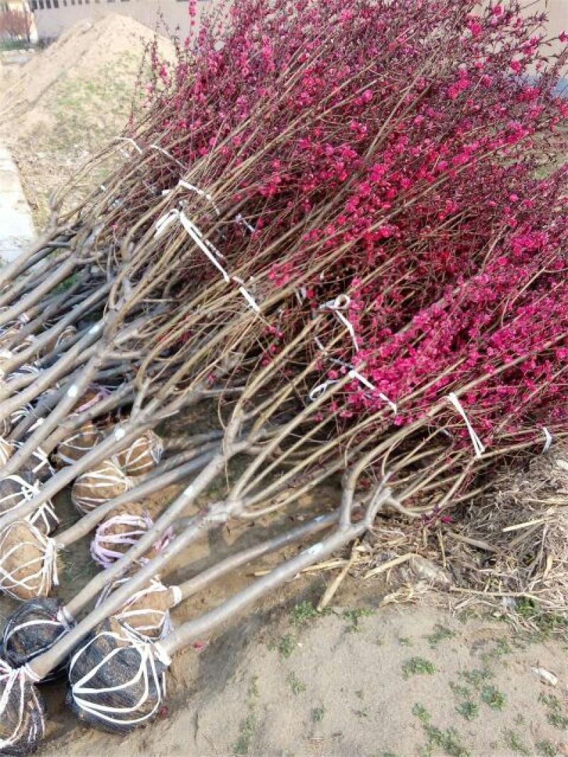红叶碧桃