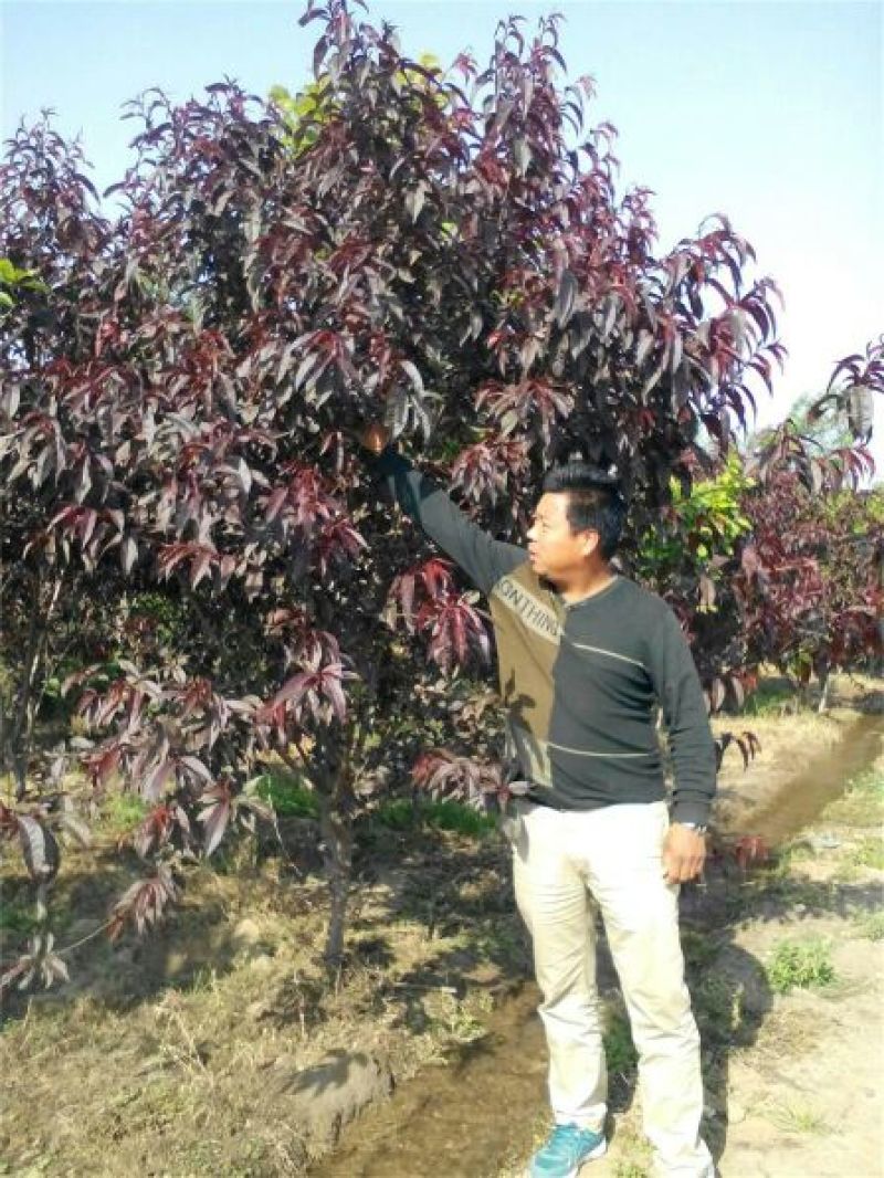 红叶碧桃