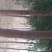 丝绵木231~260cm