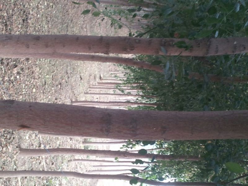 丝绵木231~260cm