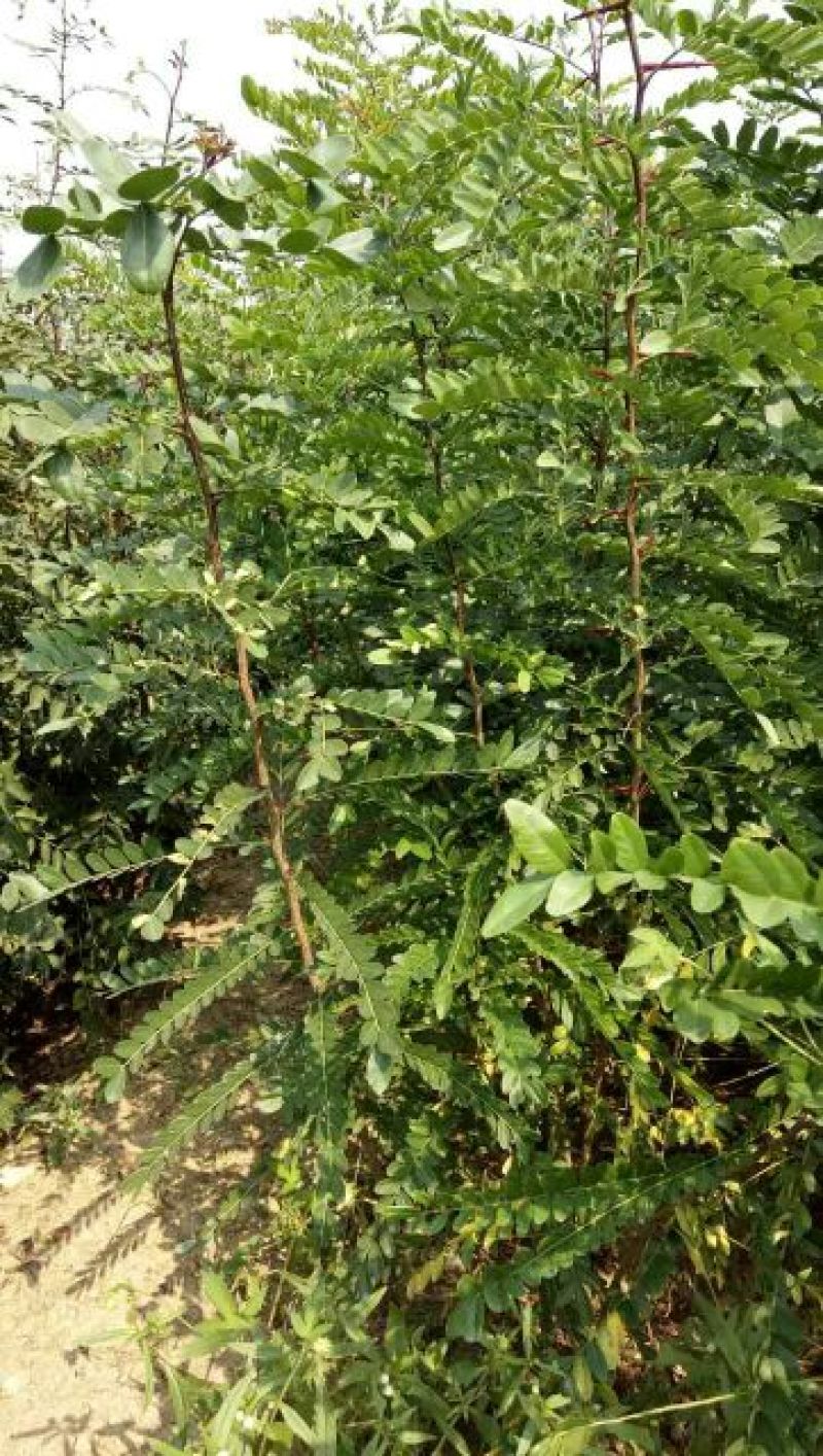 皂角树苗50~80cm