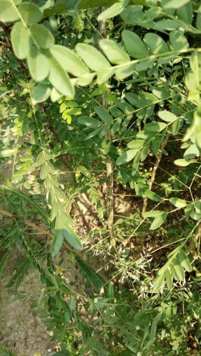 皂角树苗50~80cm