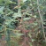皂角树苗50~80cm