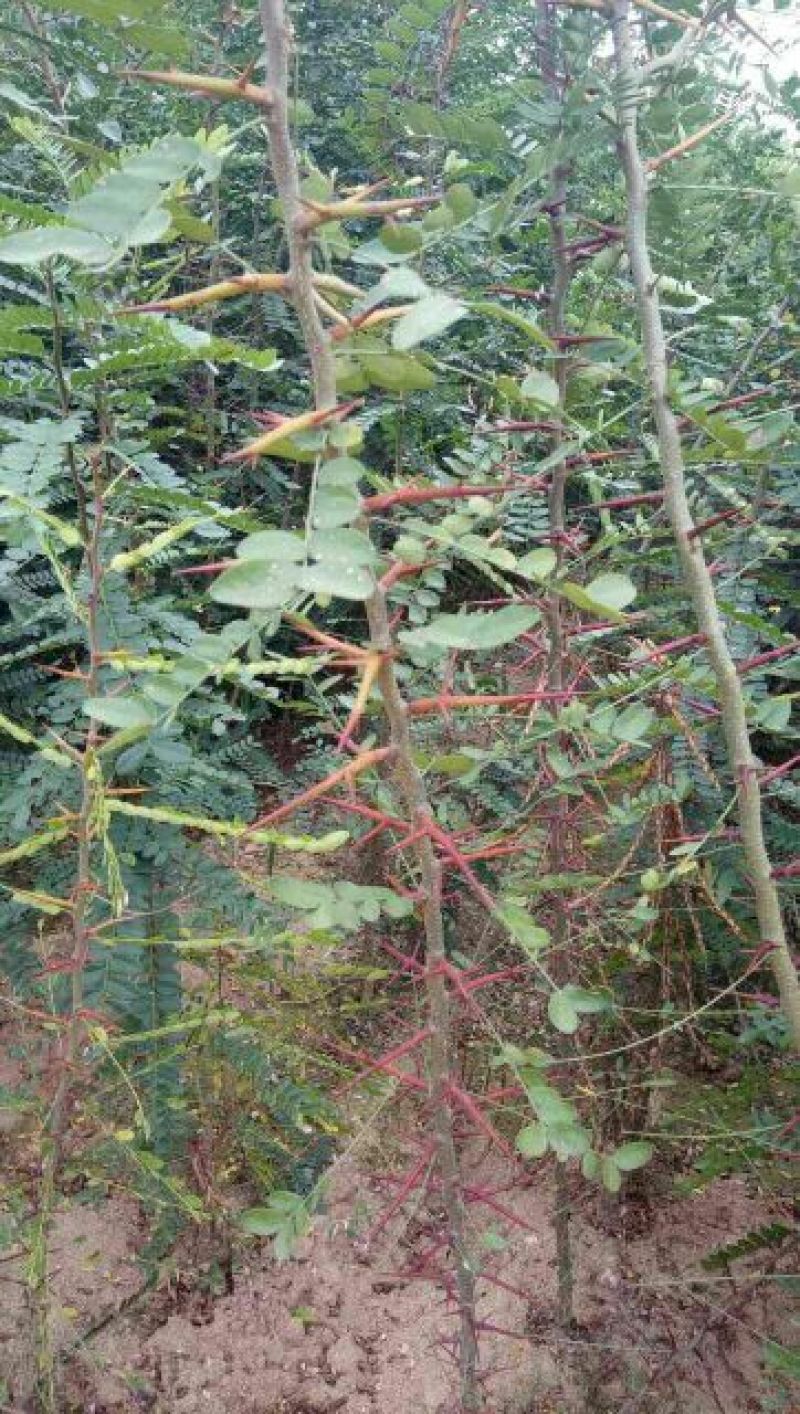 皂角树苗50~80cm