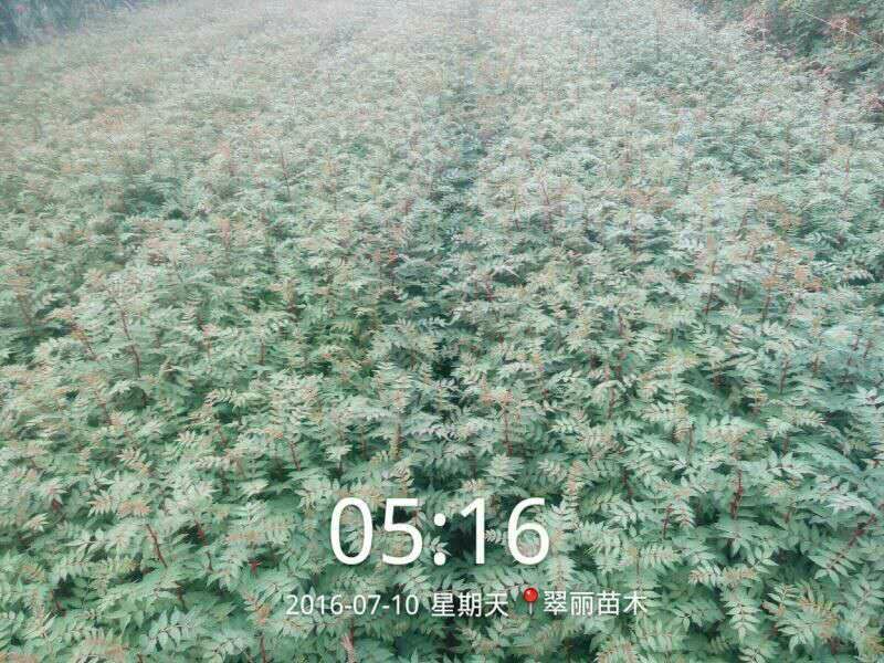 花椒树50~80cm当年种苗，纯度高，成活率高