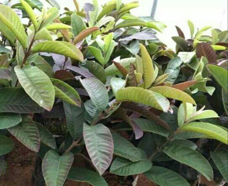 西瓜番石榴苗50~80cm