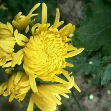 菊花茶