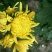 菊花茶