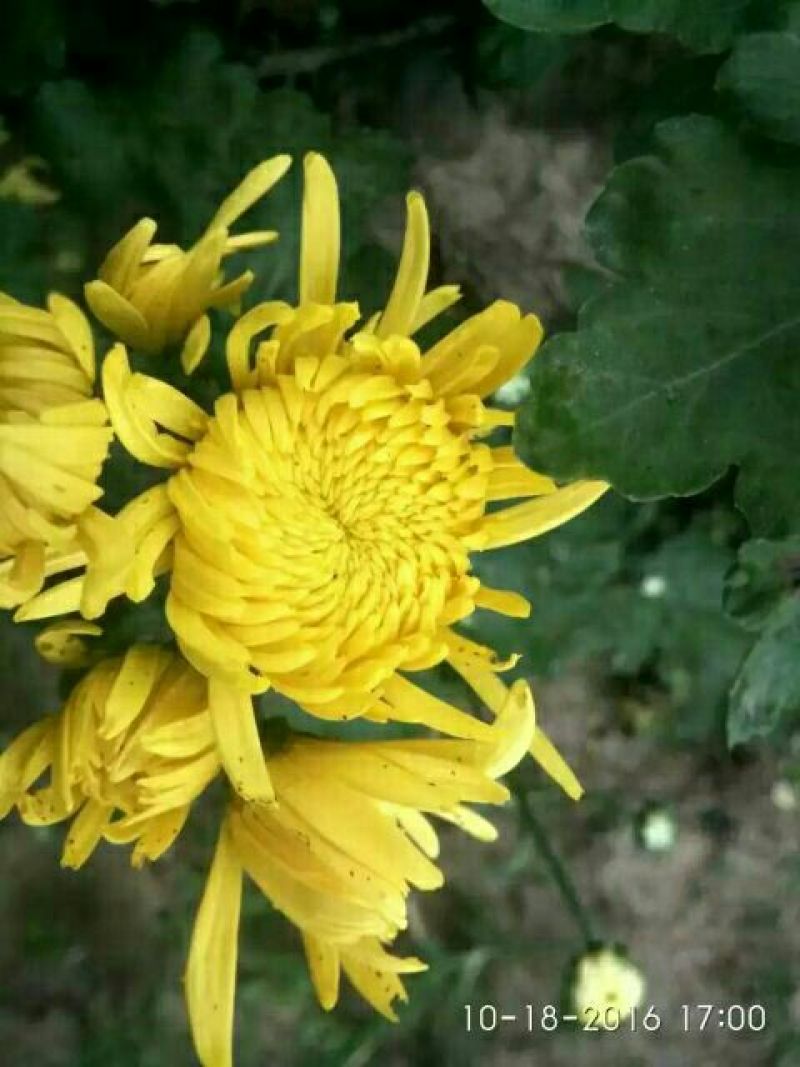 菊花茶