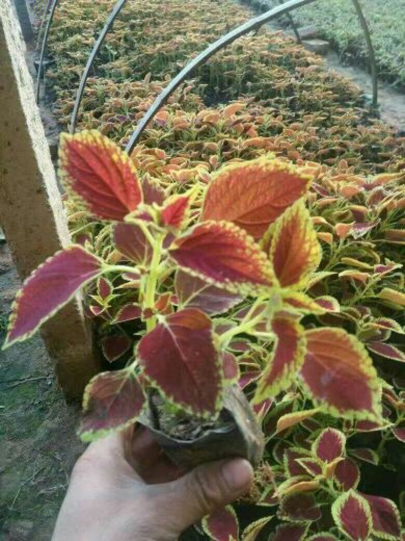 彩叶，火焰彩叶，基地直销，常年供应各种绿化苗木