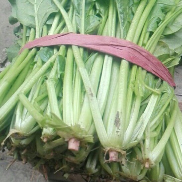 高杆菠菜10~15厘米