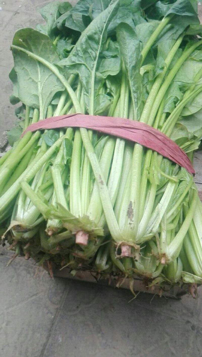 高杆菠菜10~15厘米