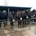 驴苗肉驴免费运输货到付款