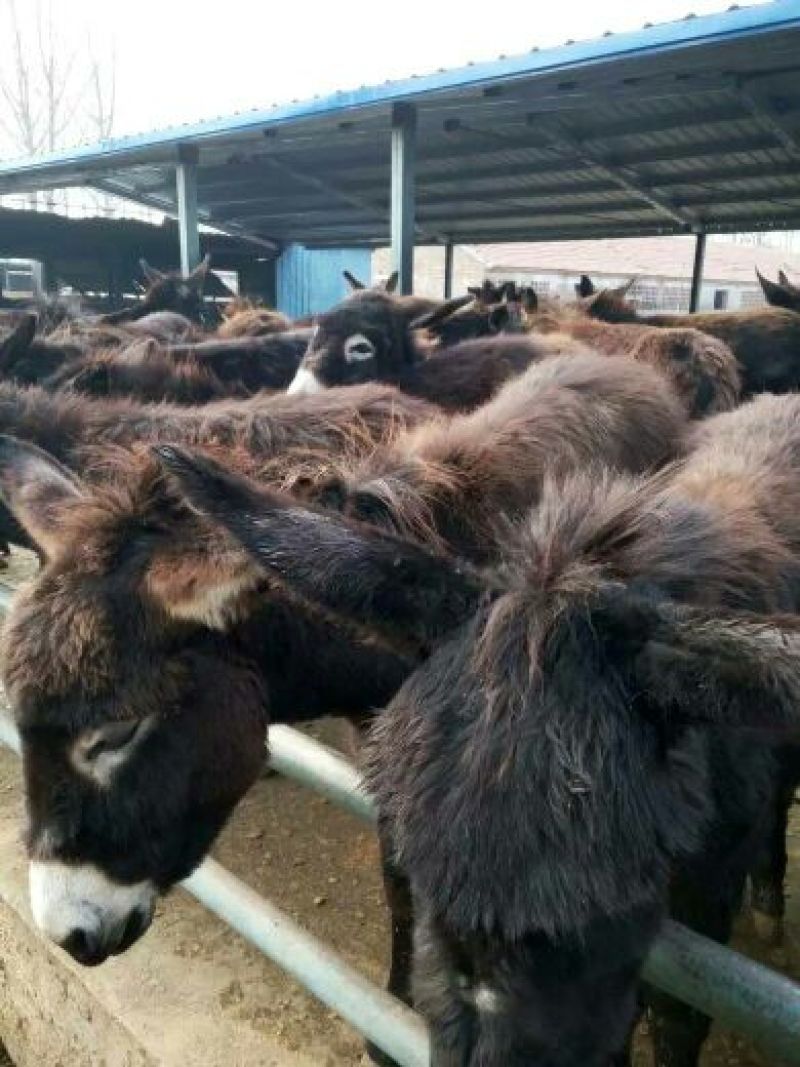 驴苗肉驴免费运输货到付款
