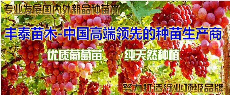 金手指葡萄苗【丰泰苗木】专业苗圃基地批发