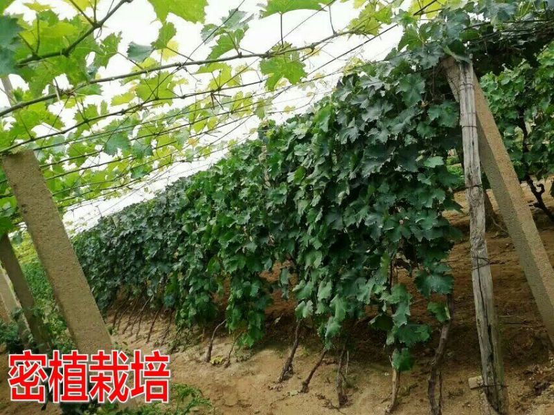 金手指葡萄苗【丰泰苗木】专业苗圃基地批发