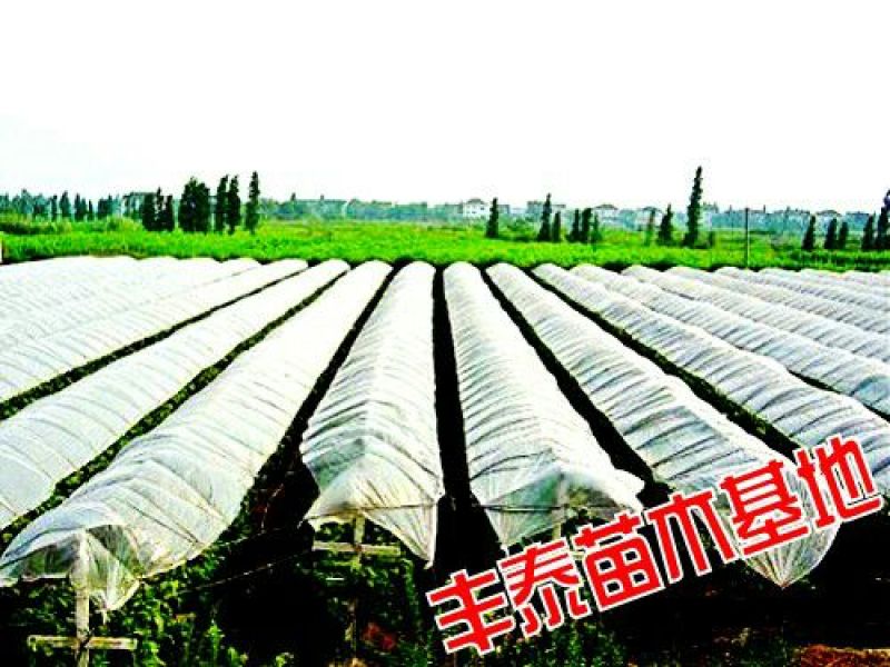 金手指葡萄苗【丰泰苗木】专业苗圃基地批发