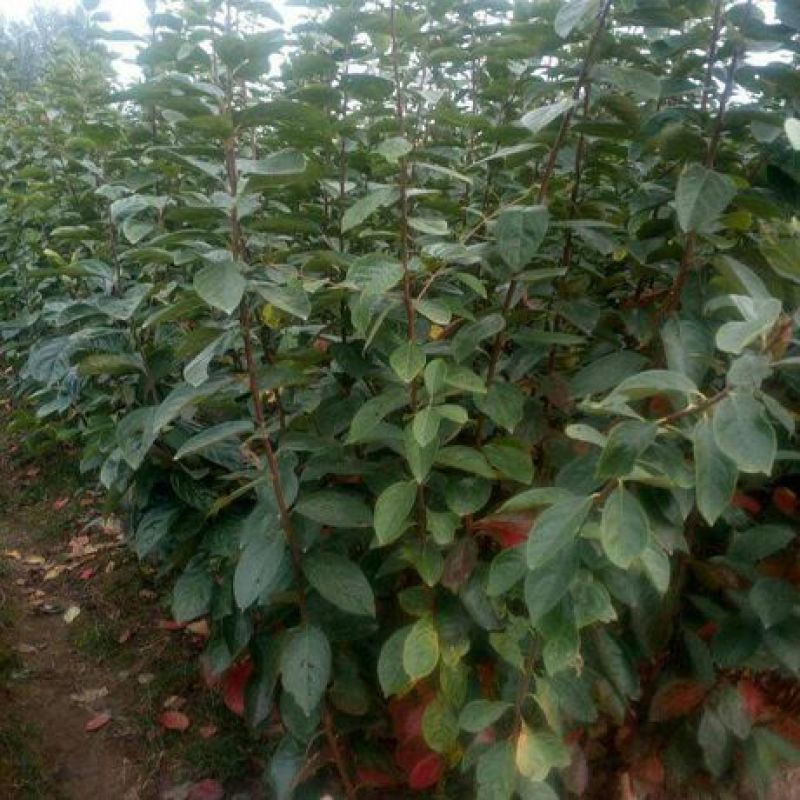 嫁接柿子脆甜特大柿子树苗南方北方种植黑柿地栽果树苗当年结