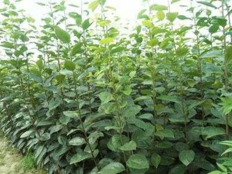 嫁接柿子脆甜特大柿子树苗南方北方种植黑柿地栽果树苗当年结