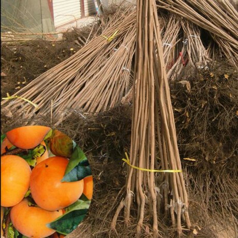 嫁接柿子脆甜特大柿子树苗南方北方种植黑柿地栽果树苗当年结