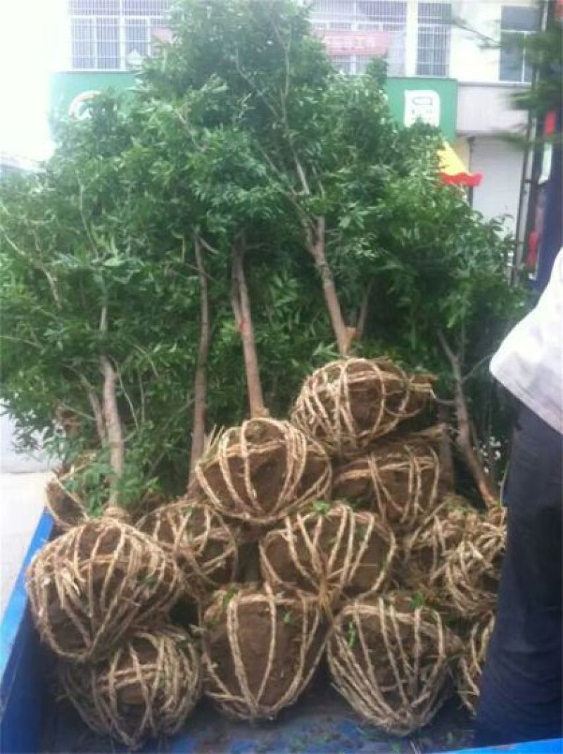 石榴苗