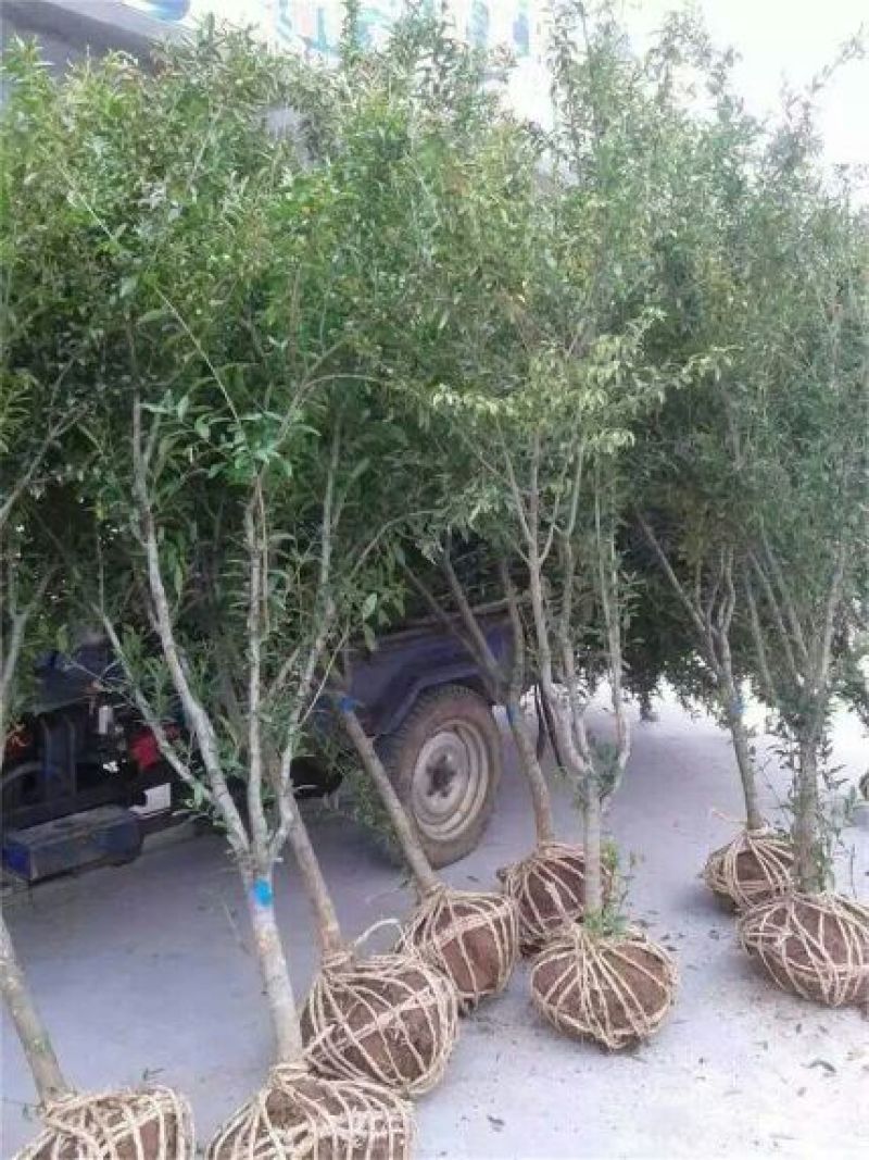石榴苗