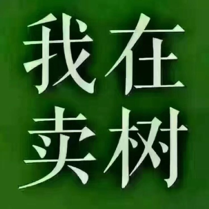 小叶女贞8~10cm