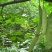 皂角树苗50~80cm