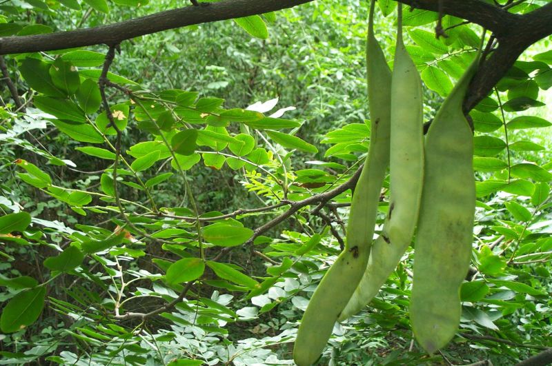 皂角树苗50~80cm