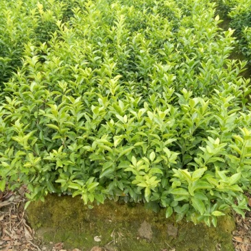 沙糖桔苗50~80cm