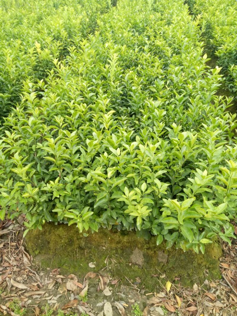 沙糖桔苗50~80cm