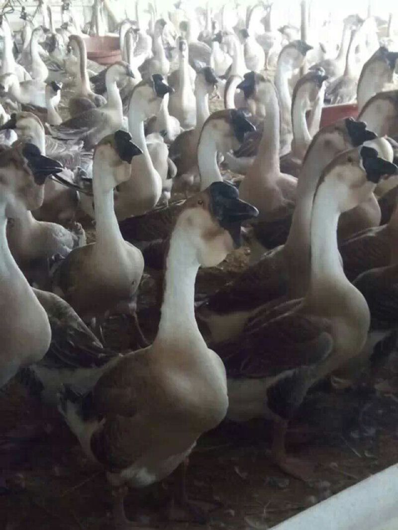狮头鹅苗250g以上
