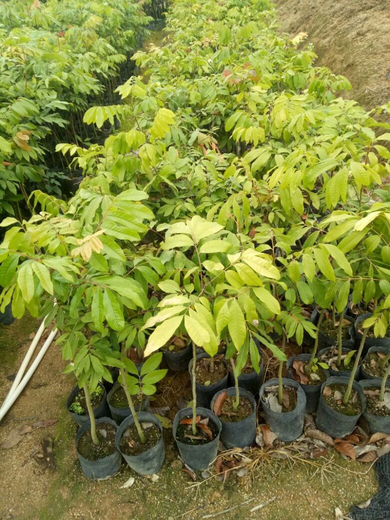 龙眼树苗80cm以上