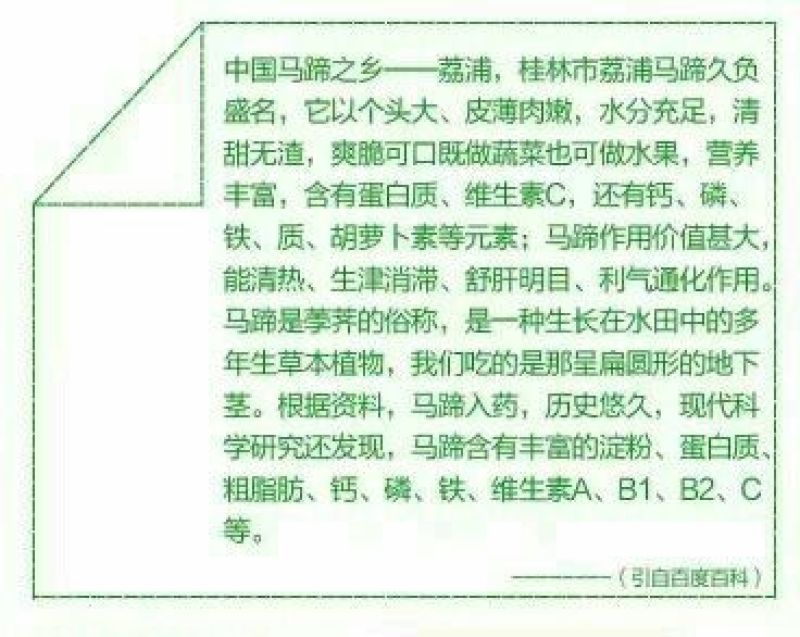 毛马蹄大号