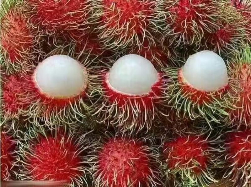 毛丹红毛丹