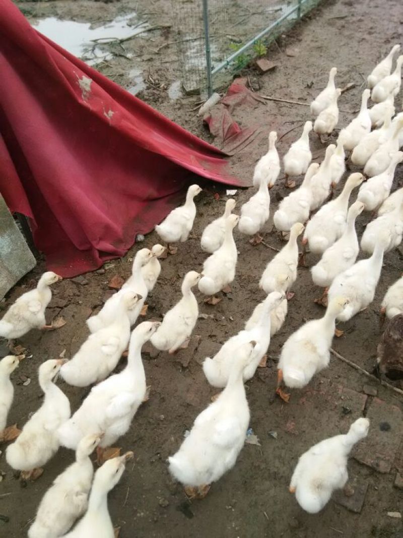 鹅苗250g以下