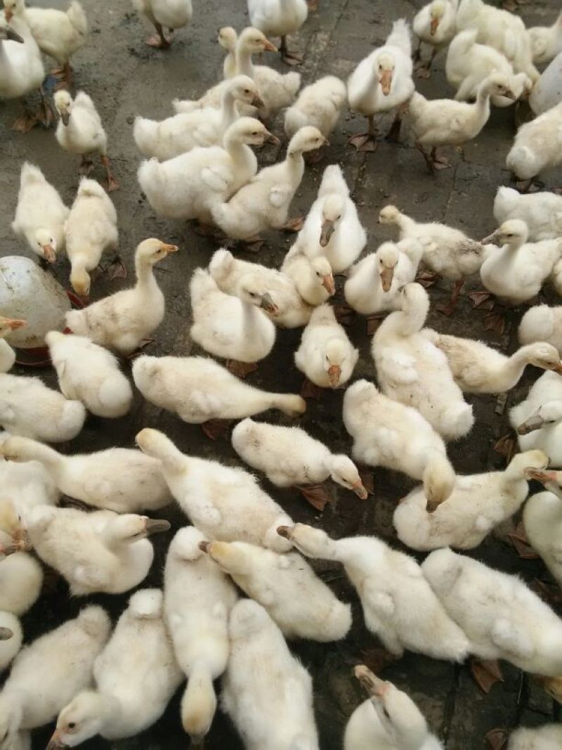 鹅苗250g以下