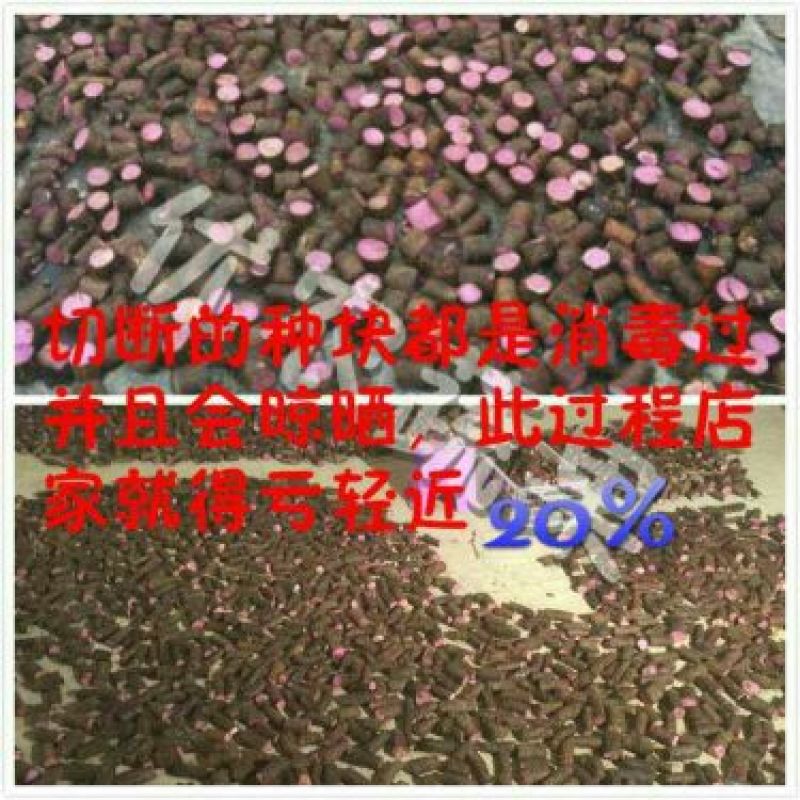 紫山药苗高紫山药种段产地直供已消毒处理好到货即可催芽