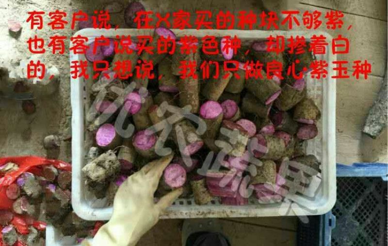 紫山药苗高紫山药种段产地直供已消毒处理好到货即可催芽
