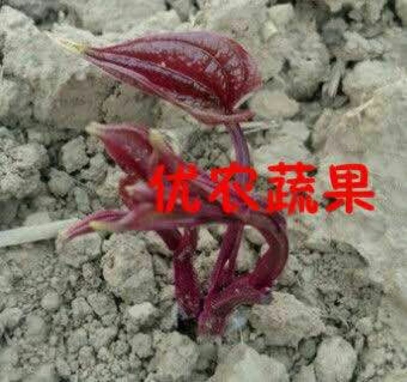 紫山药苗高紫山药种段产地直供已消毒处理好到货即可催芽
