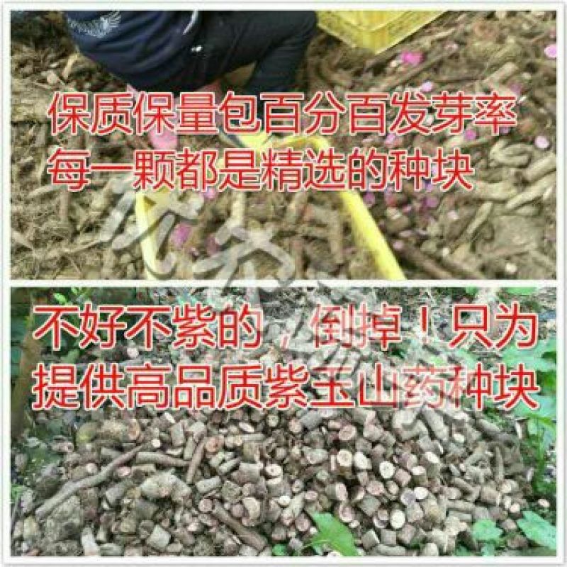 紫山药苗高紫山药种段产地直供已消毒处理好到货即可催芽