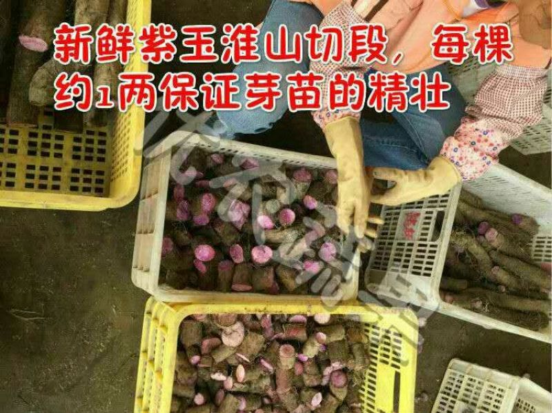 紫山药苗高紫山药种段产地直供已消毒处理好到货即可催芽